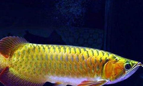 龍魚(yú)鰾囊疾病