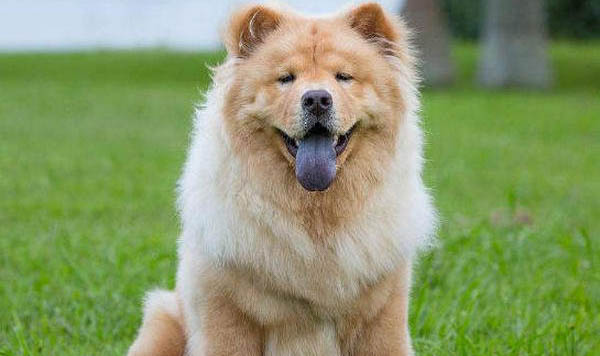 松獅犬多少錢(qián)一只幼犬