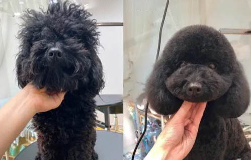 怎樣養(yǎng)好泰迪犬