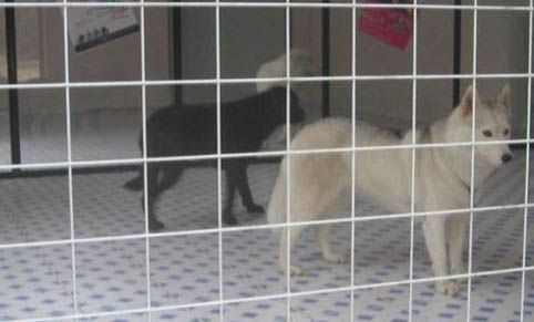窩不咳犬用藥在哪里買