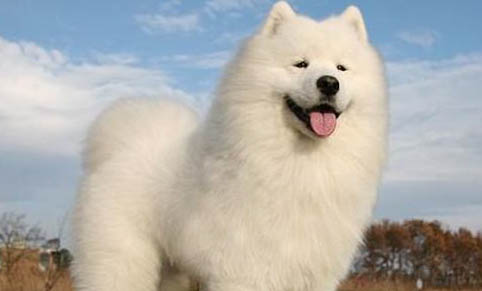 薩摩耶犬幾個月開始猛長