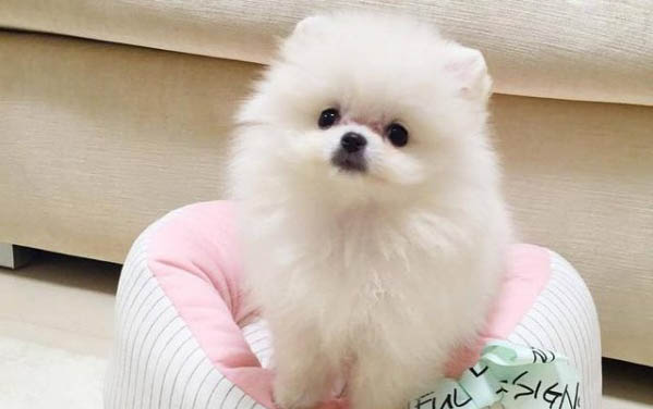 公狗的精子可以存活多久