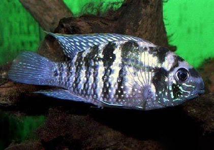 藍(lán)曼龍魚跟鸚鵡魚可以混養(yǎng)嗎?