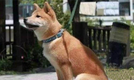 中華田園犬不能辦狗證的原因及處理方法