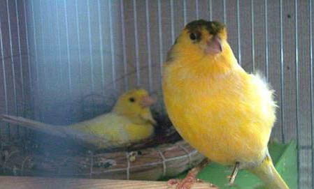 芙蓉鳥屬于保護動物嗎