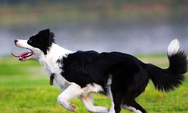 冰島牧羊犬骨折癥狀有哪些