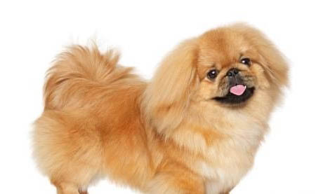 北京犬腦炎癥狀舌頭發黑