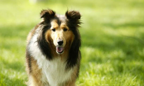 狗細小癥狀初期癥狀