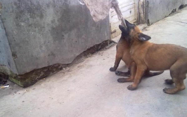 馬犬喜歡主人的表現?