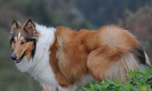蘇格蘭獵鹿犬吐清水的原因及處理方法