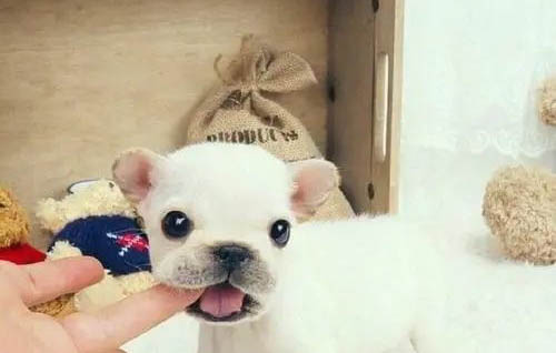 狗狗吃草為什么不愛吃食怎么回事