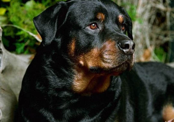 羅威納犬的眼睛看不見東西了