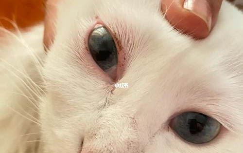 貓中耳炎怎么治療