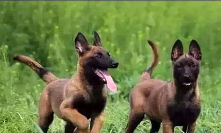 荷蘭牧羊犬和馬犬哪個(gè)好