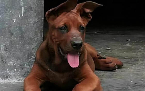 邊境牧羊犬細小打針后嗜睡