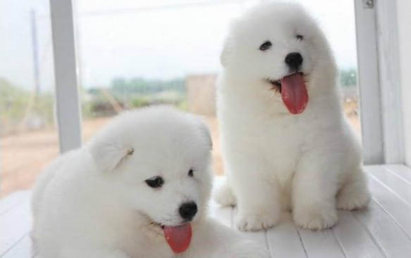 薩摩耶犬喜歡叫嗎