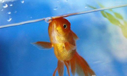 甲魚不吃東西能活多久