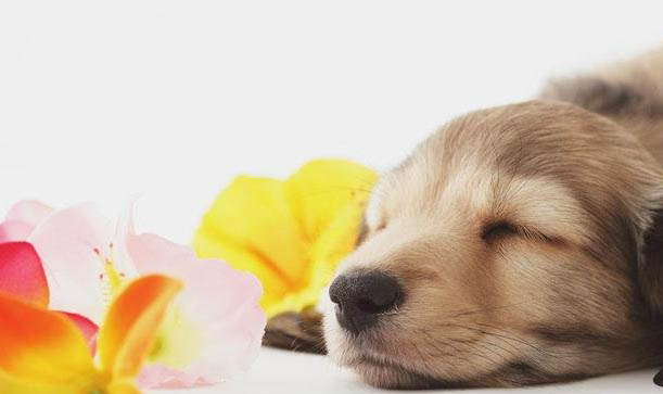 幼犬流鼻涕