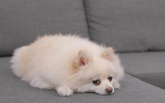 狗有很多眼屎是什么病