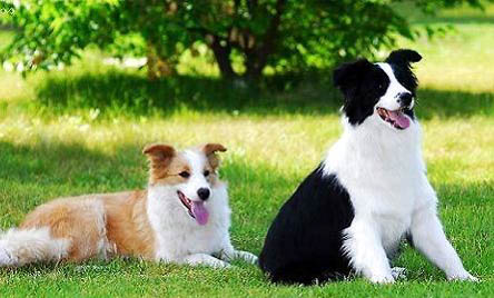 選購英國古代牧羊犬時要注意什么