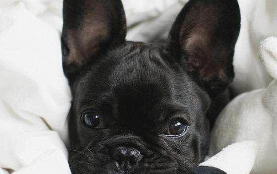 比格犬好養嗎