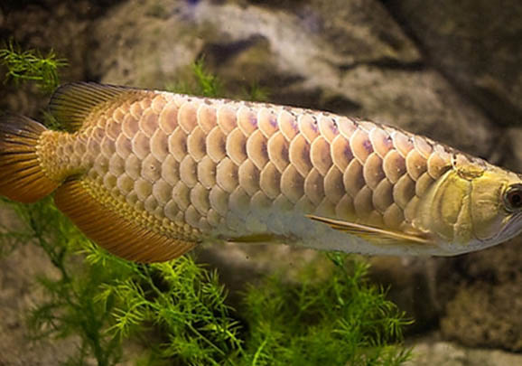 金龍魚飼養的注意事項