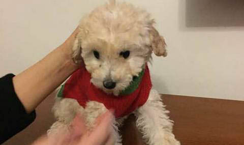 貴賓犬來(lái)月經(jīng)怎么處理方法
