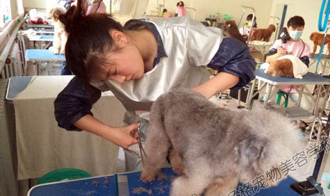 常見的工作犬種有哪些