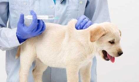 幼犬亂叫的原因及解決辦法