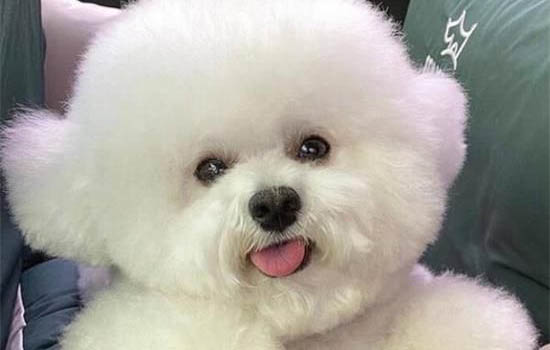 狗狗體內(nèi)外驅(qū)蟲藥哪個好