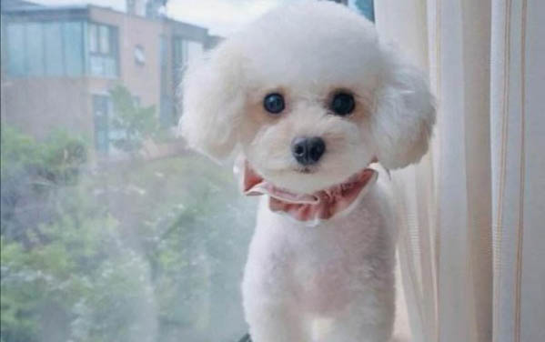 泰迪能吃火龍果嗎?