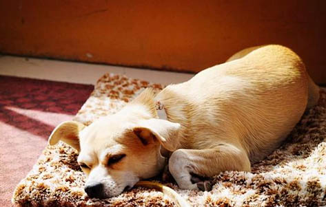 什么狗適合做治愈犬