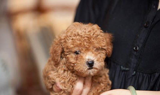 比熊犬貴賓犬哪個好看