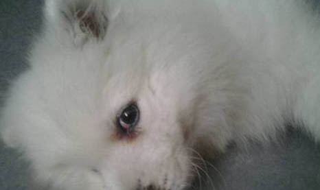 中國禁養哪些犬種