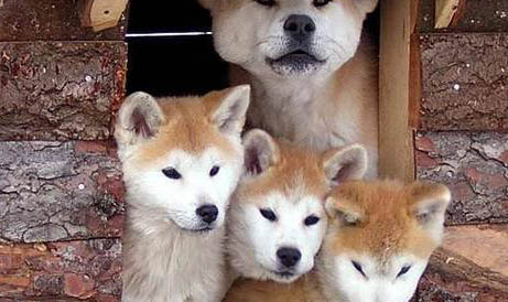 日本秋田犬價格多少錢一只