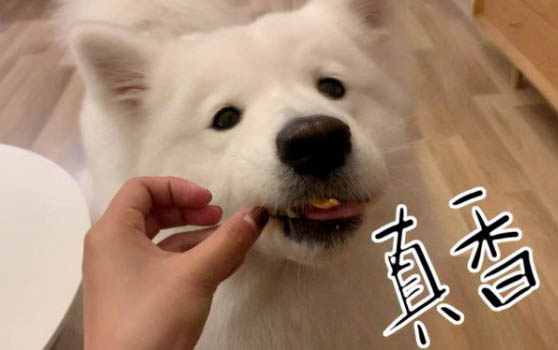 狗打了麻藥一般會睡多久啊