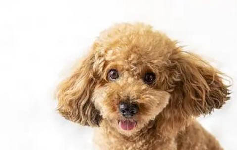 泰迪犬都有哪些類型
