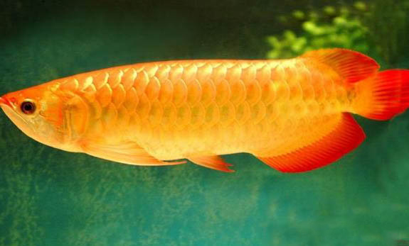 亞洲龍魚的品種簡介