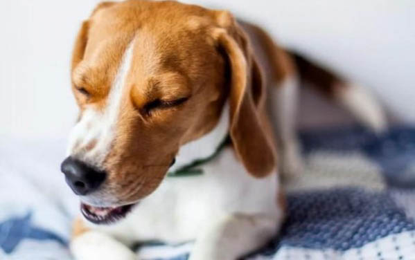 治療犬瘟的土方法