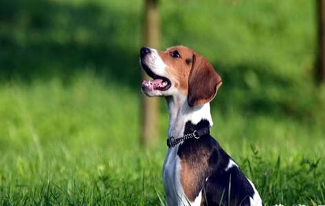 比格犬有哪些缺點(diǎn)呢?