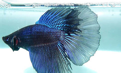 孔雀魚多大可以合缸