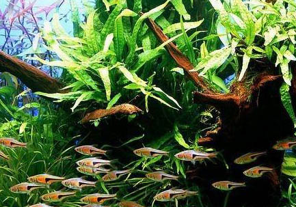 藍三角魚怎么繁殖