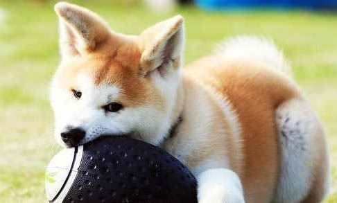 柴犬衰老會(huì)有哪些表現(xiàn)