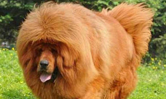 藏獒和比特犬哪個更厲害