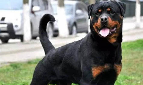 羅威納犬有哪些優缺點