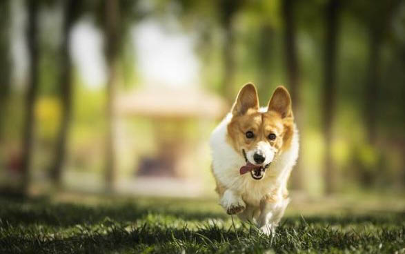 犬的品種有哪些?