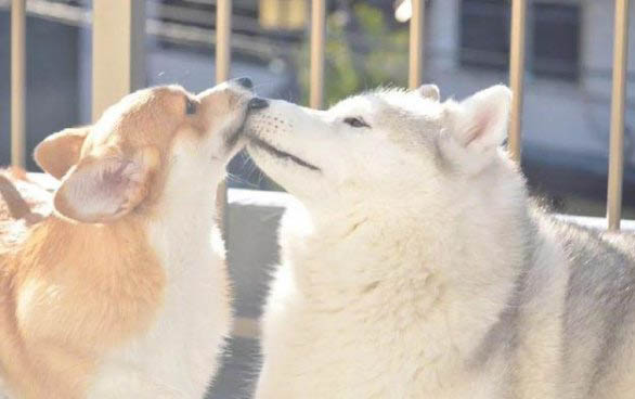 母狗母狗發情癥狀