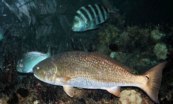 斑馬魚水溫多少度會死
