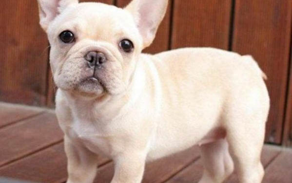 法斗犬的優(yōu)缺點及性格