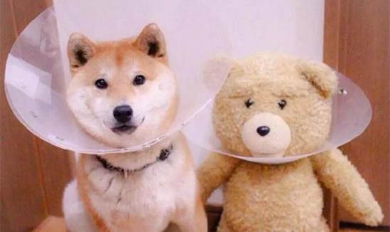 狗狗眼睛失明能治好嗎